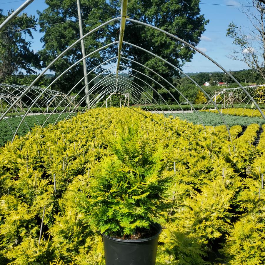 Chamaecyparis obtusa 'Crippsii'