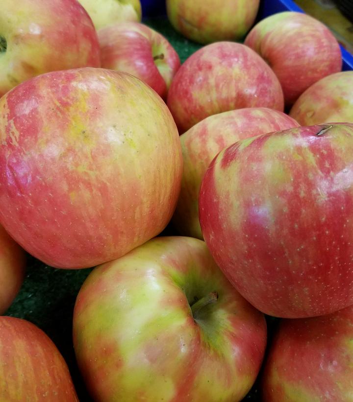 Malus X Honeycrisp