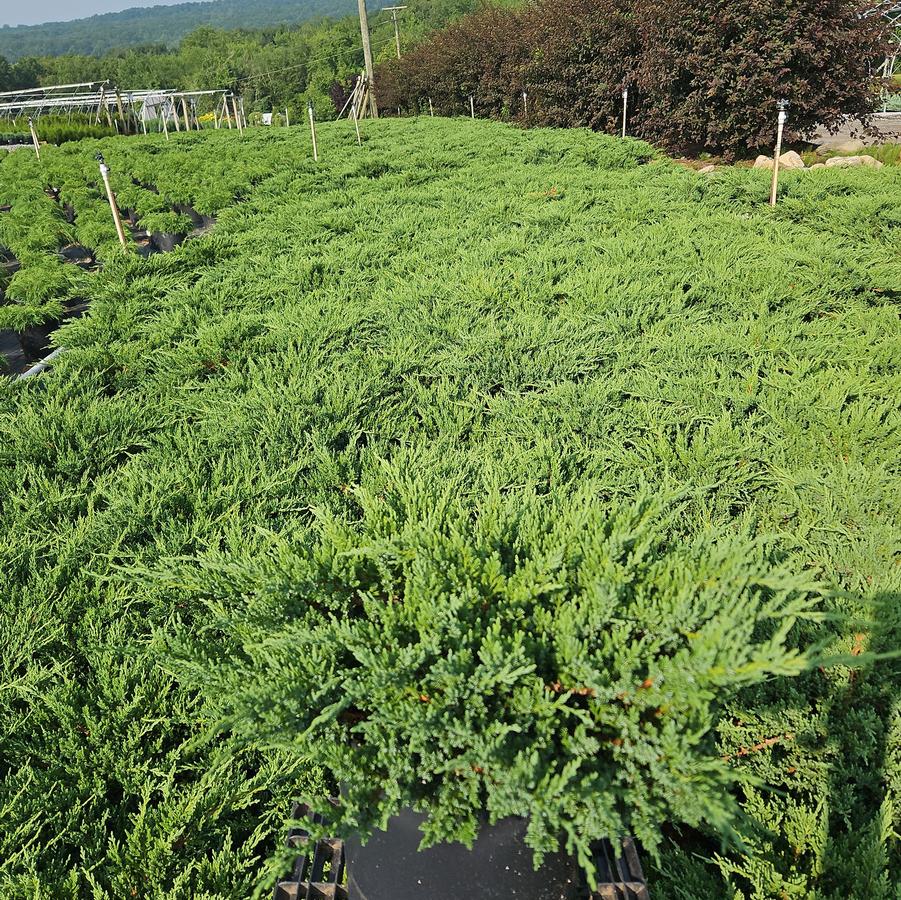 Juniperus chin. Sargentii Viridis