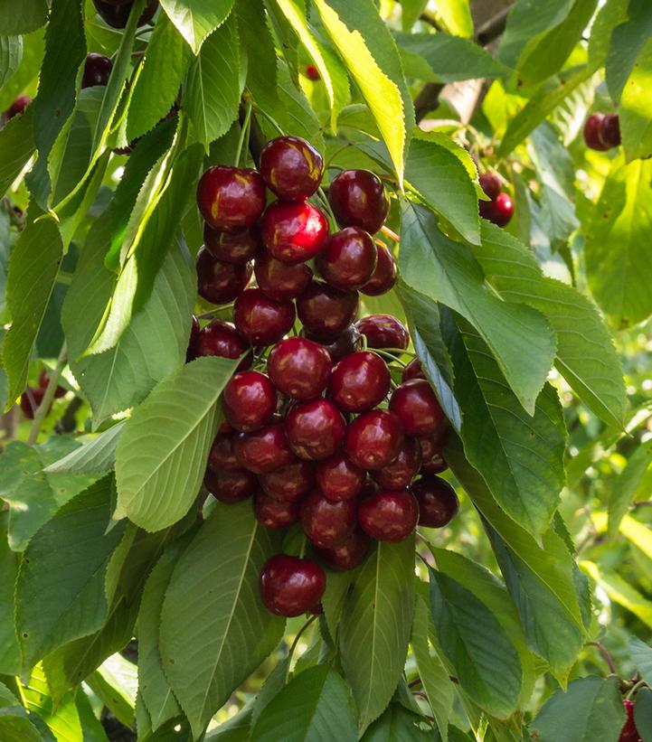 Prunus X 'Stella'