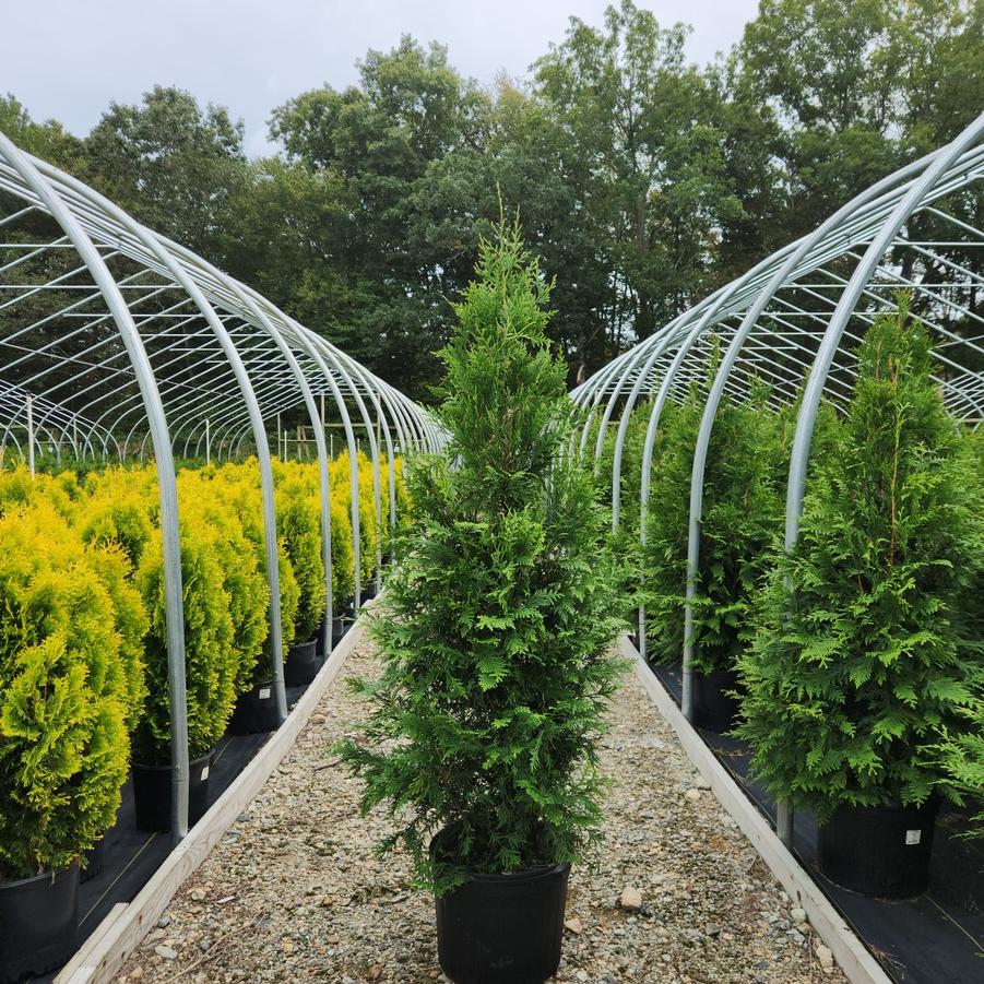 Thuja X 'Green Giant'