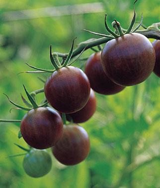 Tomato Black Cherry