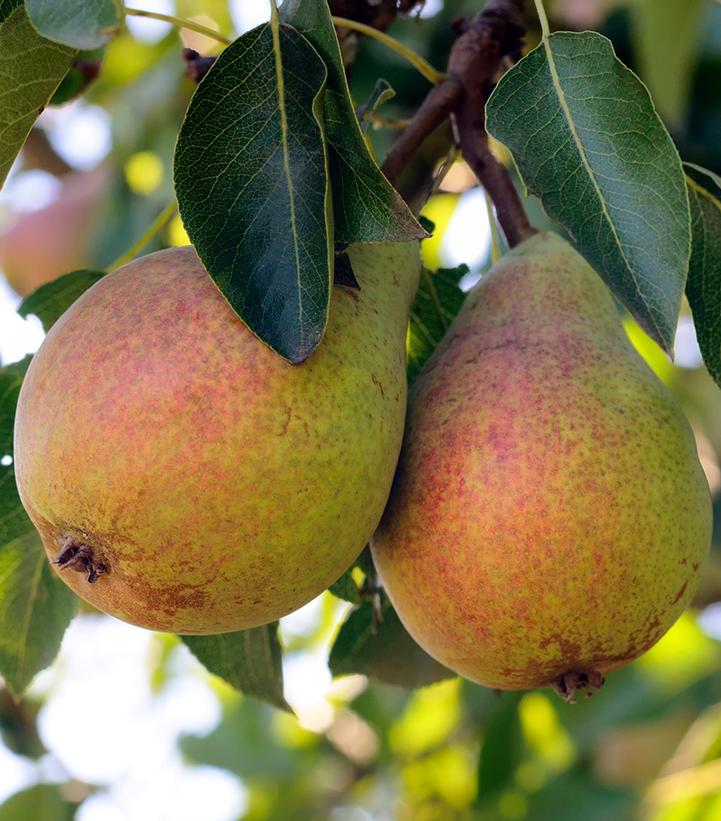 Pyrus Flemish Beauty 