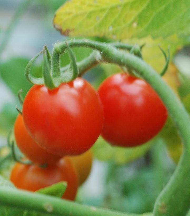 Tomato Tomatoberry