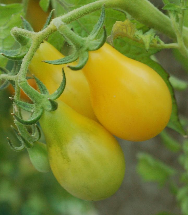 Tomato Yellow Pear