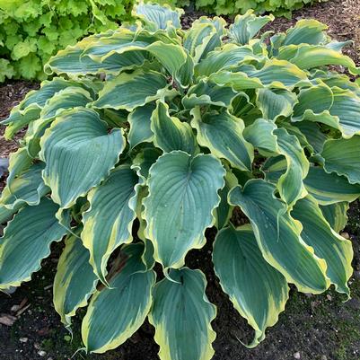 Hosta Shadowland® 'Voices in the Wind'