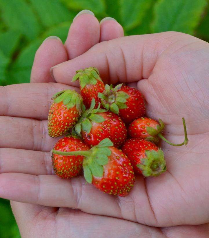 Strawberry Tristan