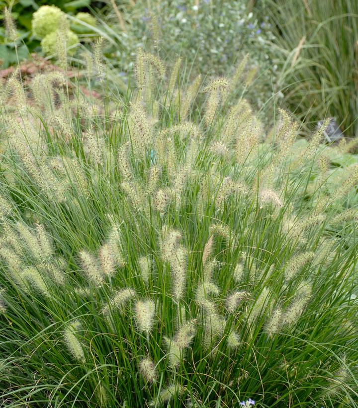 Pennisetum alopecuroides Hameln