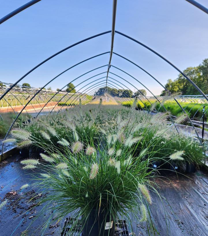 Pennisetum alopecuroides Hameln