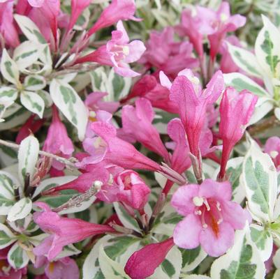 Weigela florida My Monet® My Monet®