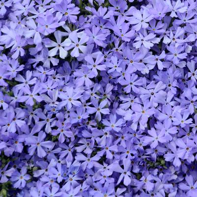 Phlox x 'Violet Pinwheels'