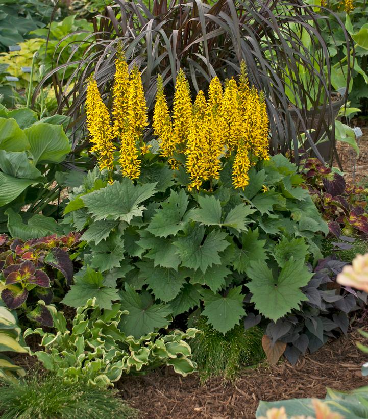 Ligularia stenocephala 'Bottle Rocket'