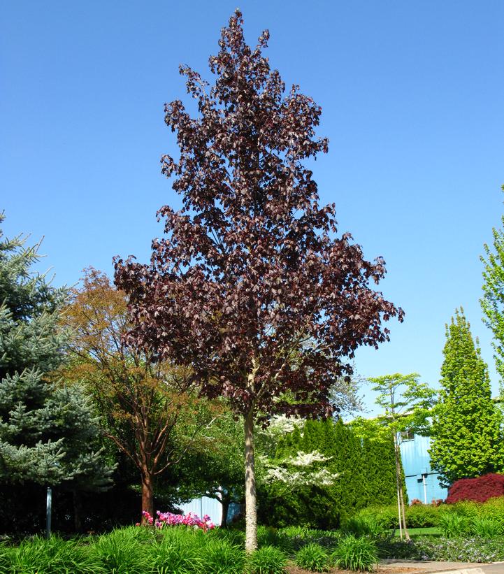 Acer platanoides x truncatum Crimson Sunset®