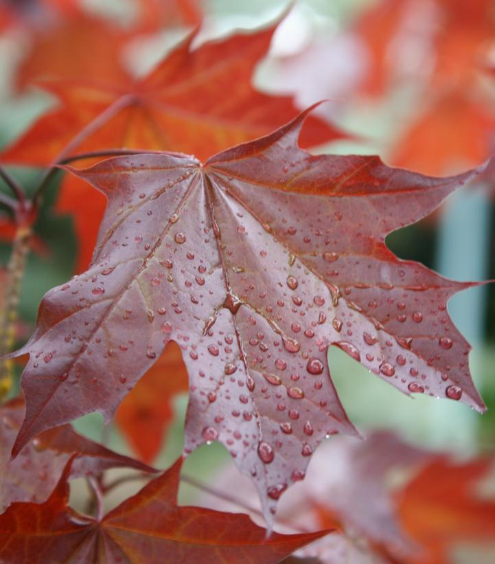 Acer platanoides x truncatum Crimson Sunset®