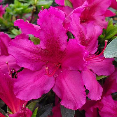 Azalea 'Girards Fuchsia'