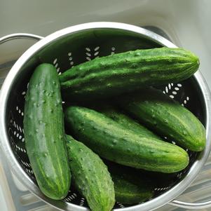 Cucumber Patio Snacker