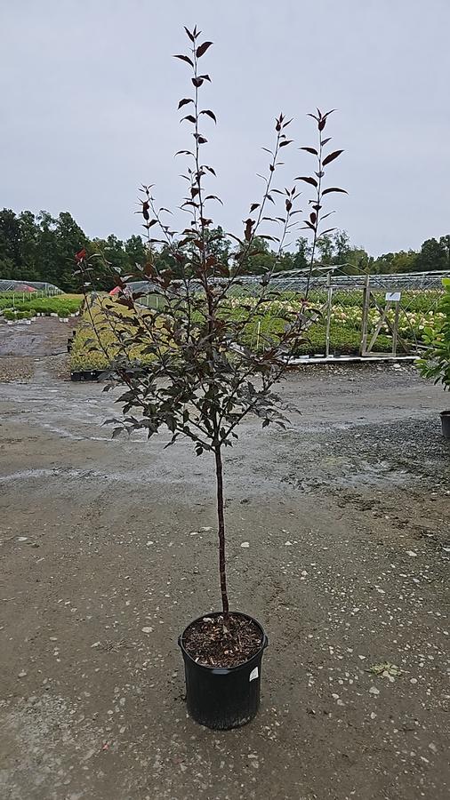 Malus X Royal Raindrops®