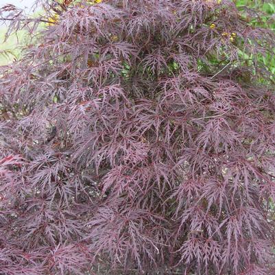 Acer palmatum dissectum 'Tamukeyama'