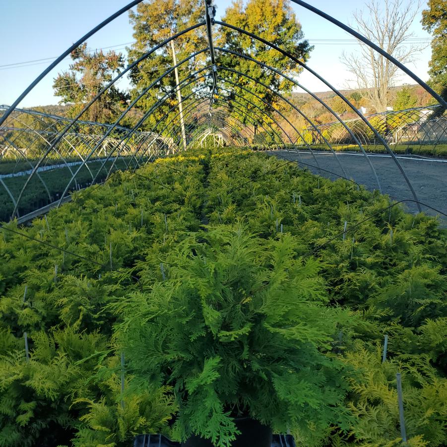 Chamaecyparis obtusa 'Crippsii'