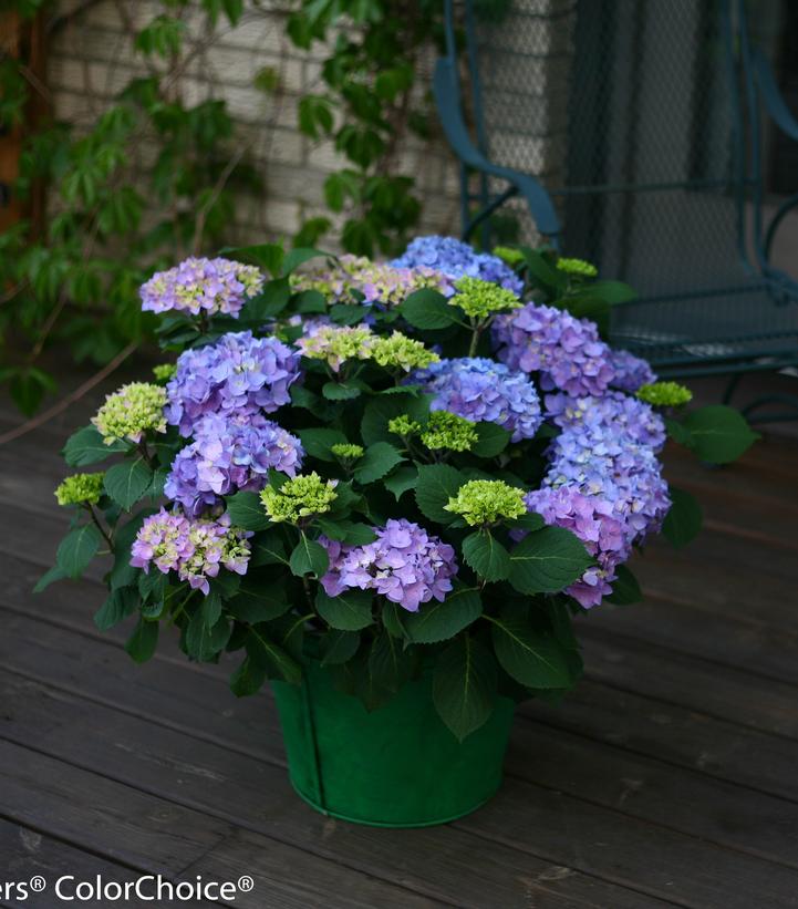 Hydrangea mac. Let's Dance® Let's Dance® Rhythmic Blue®