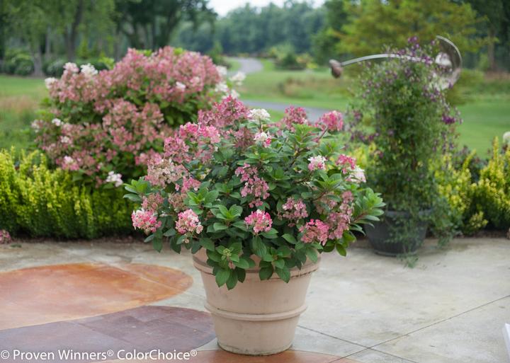 Hydrangea pan. Little Quick Fire®