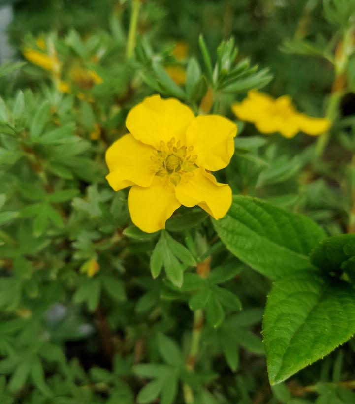 Potentilla fruticosa Happy Face®