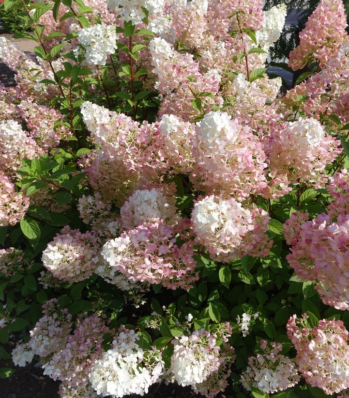 Hydrangea pan. Strawberry Sundae®