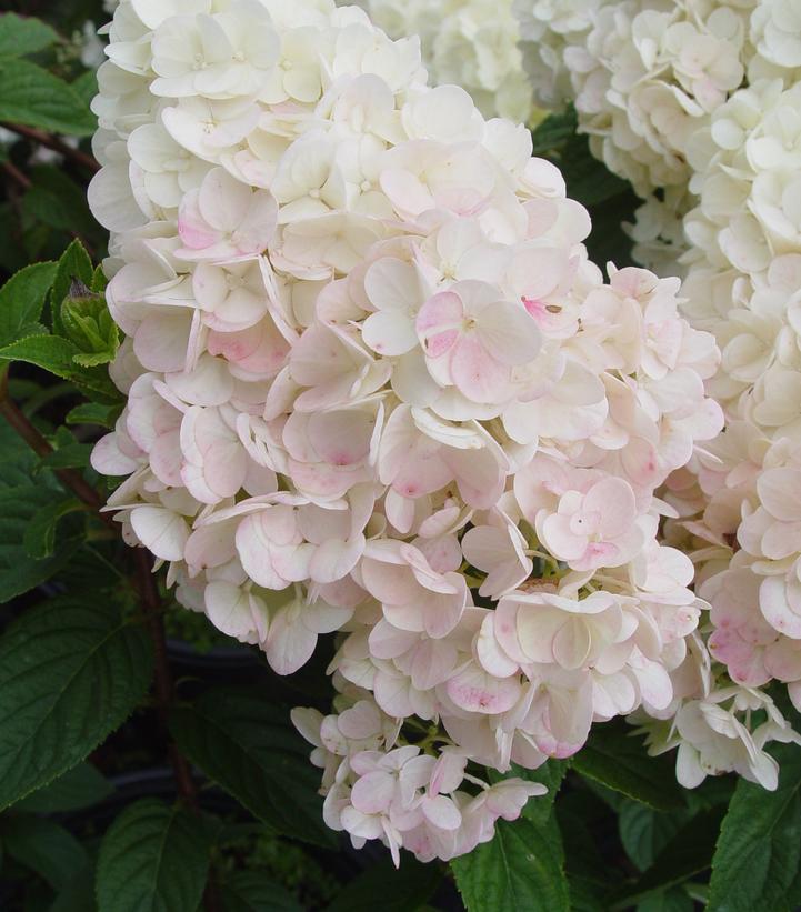 Hydrangea pan. Strawberry Sundae®