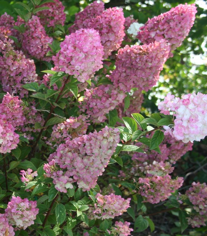 Hydrangea pan. Strawberry Sundae®