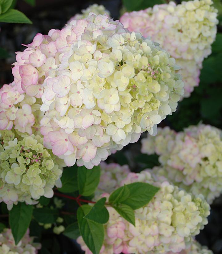 Hydrangea pan. Strawberry Sundae®