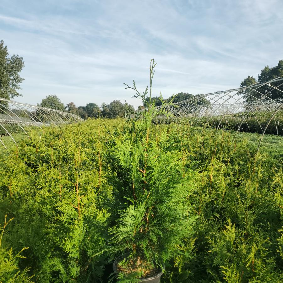 Thuja X 'Green Giant'