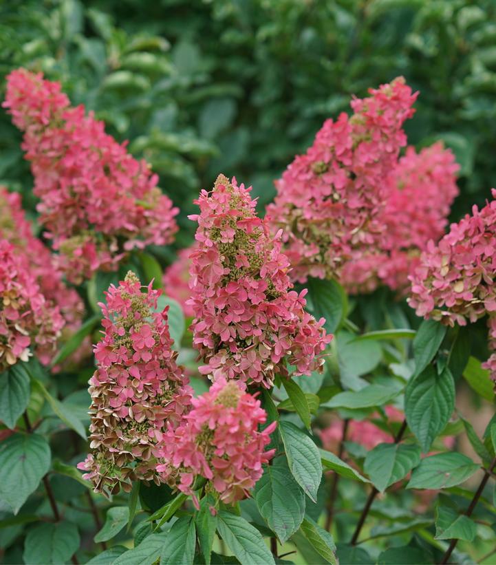 Hydrangea pan. Pinky Winky Prime™