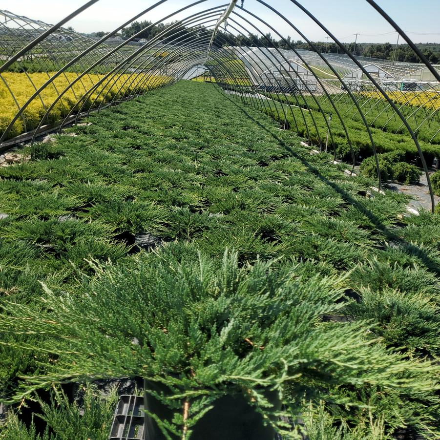 Juniperus horizontalis 'Bar Harbor'