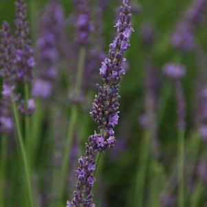 Lavandula x intermedia Phenomenal®