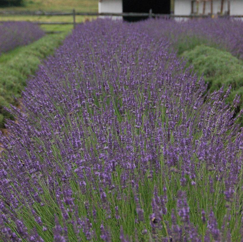 Lavandula x intermedia Phenomenal®