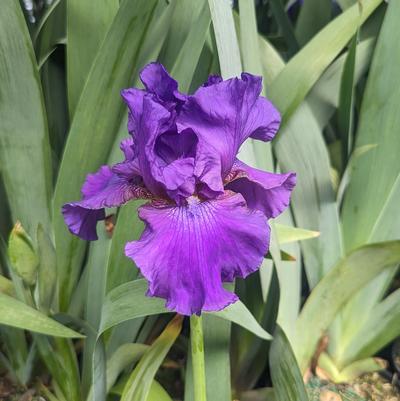 Iris germanica 'His Royal Highness'