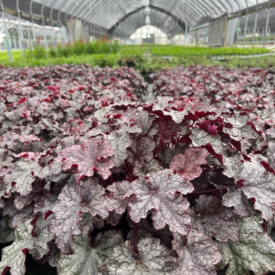 Heuchera 'Plum Pudding'