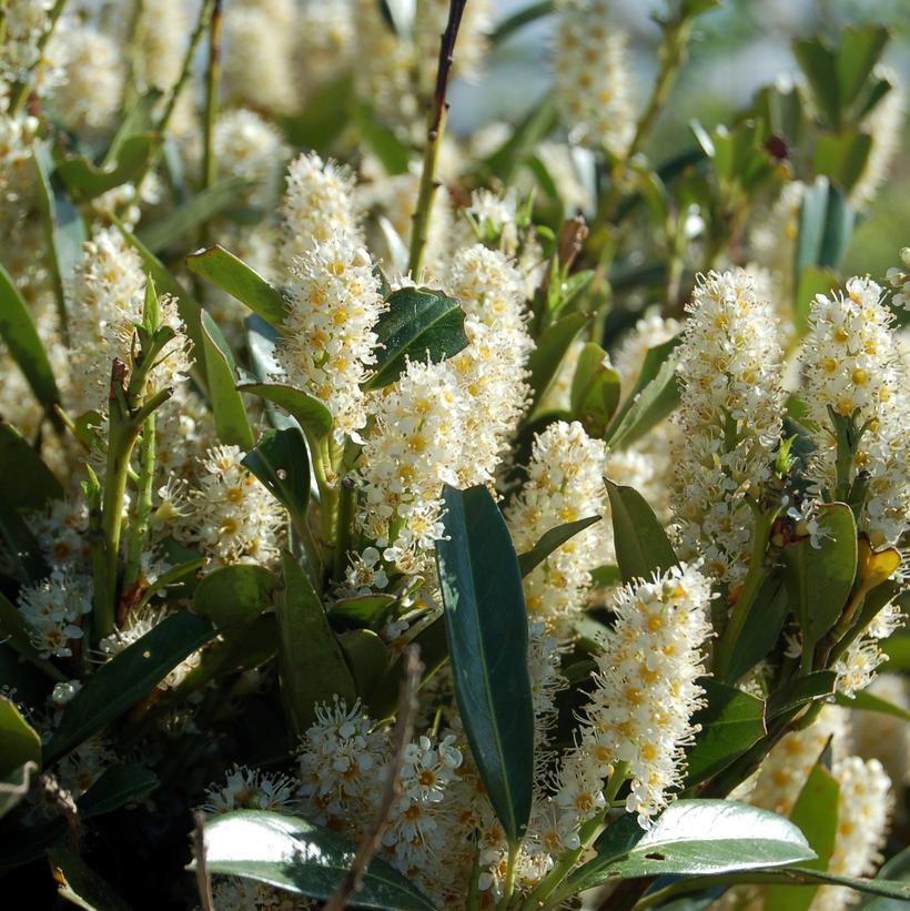 Prunus laurocerasus Otto Luyken