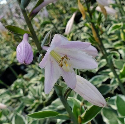 Hosta Patriot