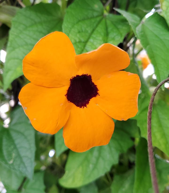 Thunbergia alata Assorted