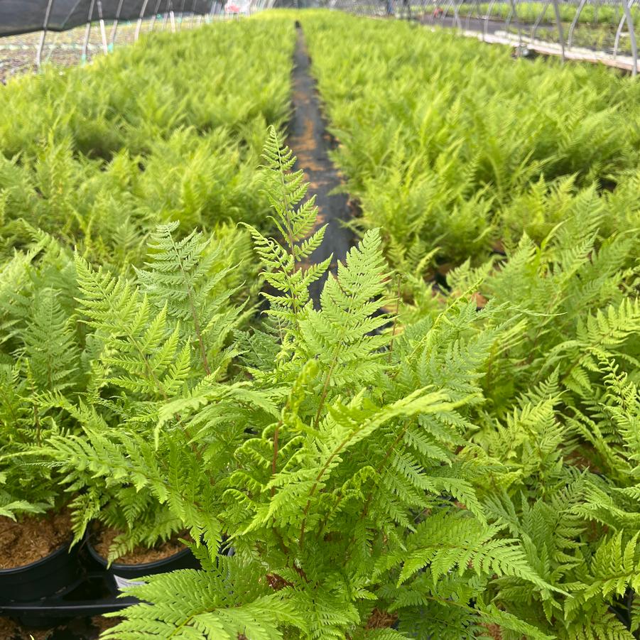 Athyrium filix femina Lady in Red