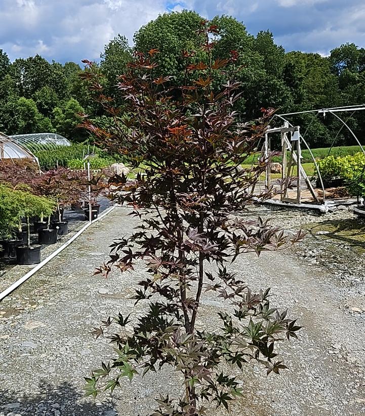 Acer palmatum 'Bloodgood'