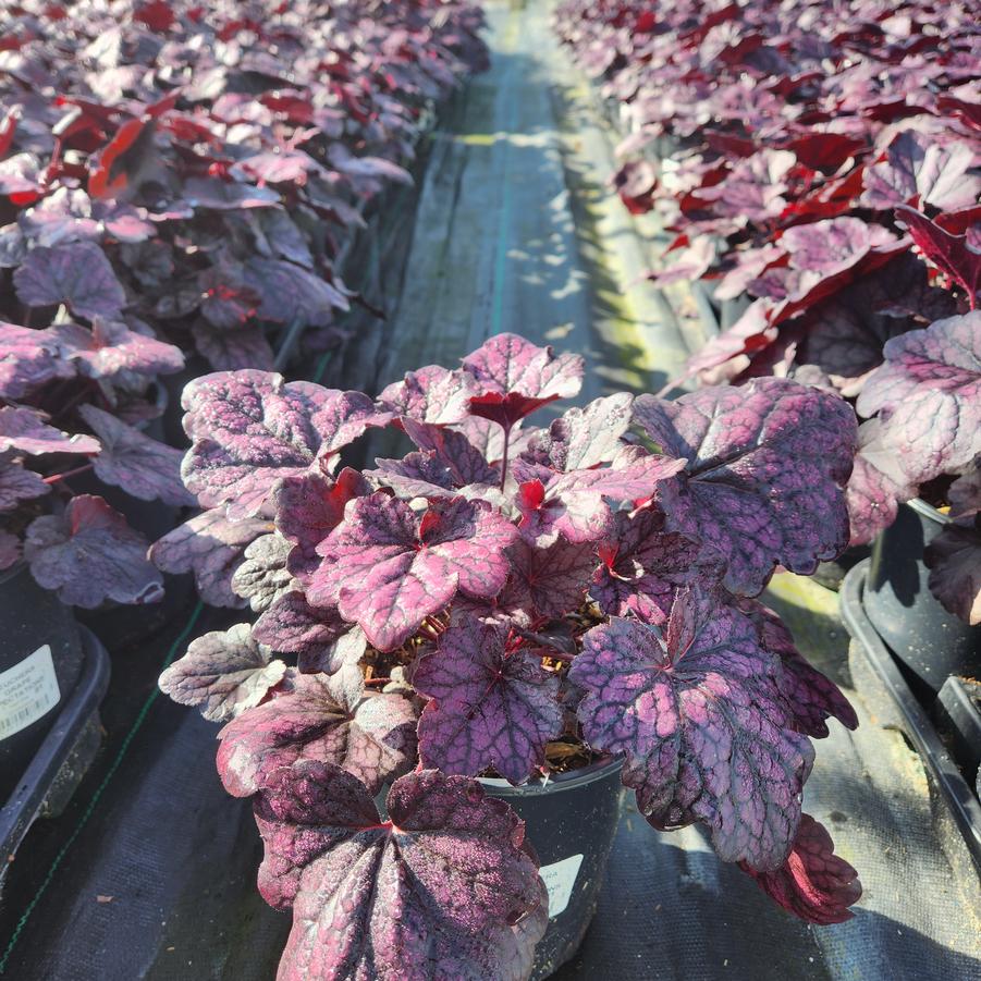 Heuchera Grape Expectations