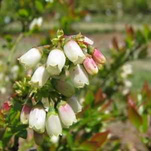 Vaccinium corymbosum hybrid Bushel and Berry® BerryBux® Blueberry