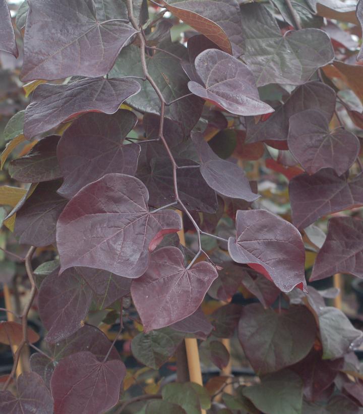 Cercis canadensis Ruby Falls