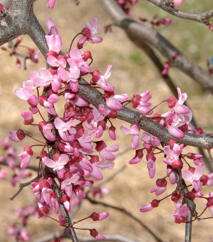 Cercis canadensis Ruby Falls