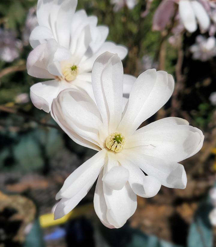 Magnolia stellata Royal Star