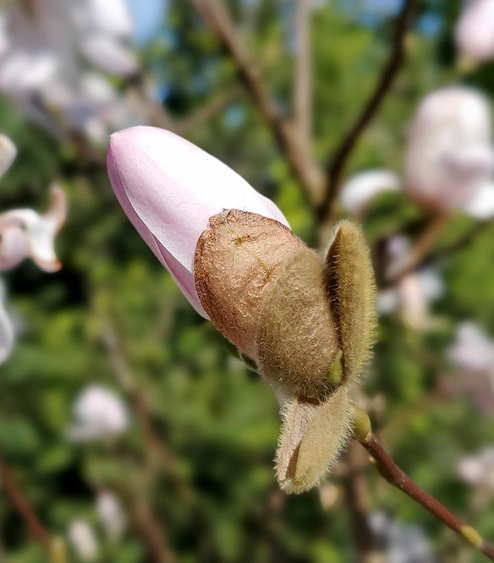 Magnolia stellata Royal Star