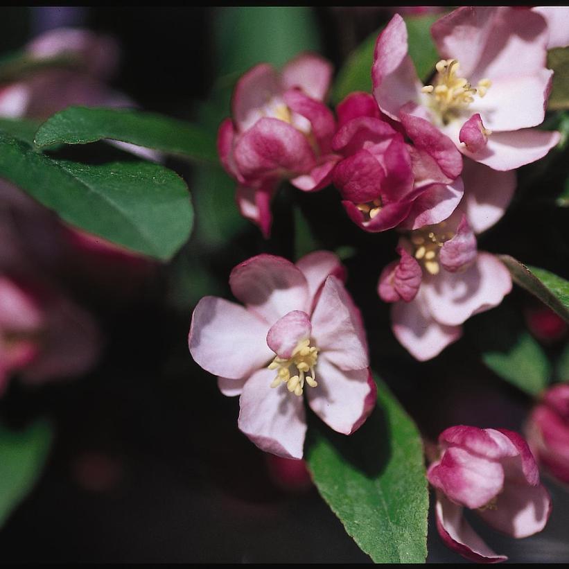 Malus Coralburst®