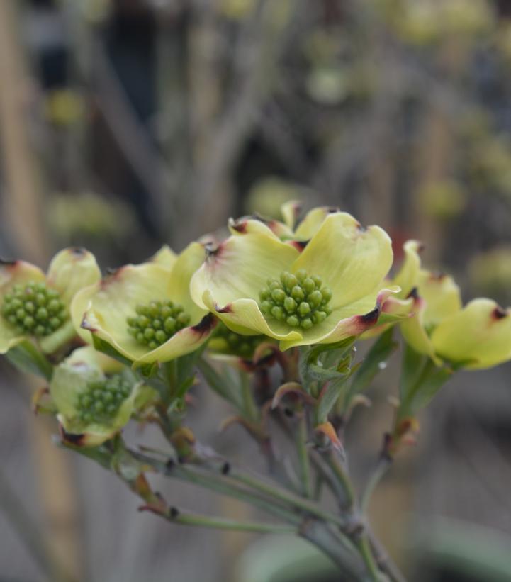 Cornus florida Cloud 9